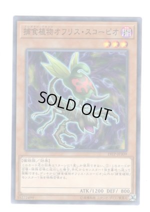 画像1: 捕食植物オフリス・スコーピオ