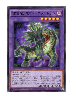 画像1: 捕食植物アンブロメリドゥス Rare