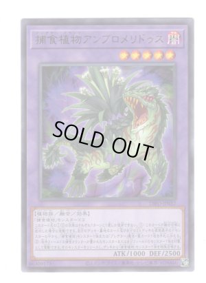 画像1: 捕食植物アンブロメリドゥス Rare