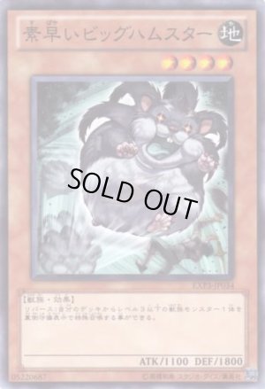 画像1: 素早いビッグハムスター