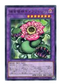 捕食植物キメラフレシア Rare