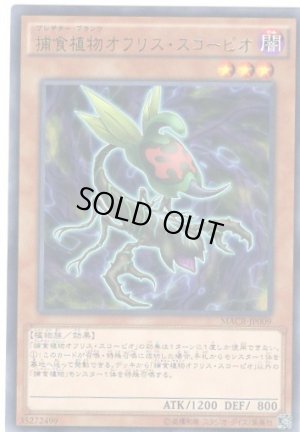 画像1: 捕食植物オフリス・スコーピオ Rare