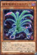 捕食植物セラセニアント