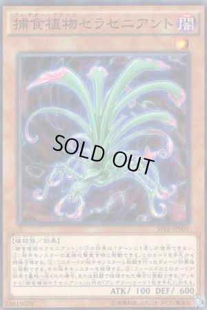 画像1: 捕食植物セラセニアント