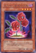 返り咲く薔薇の大輪 Rare