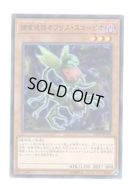 画像1: 捕食植物オフリス・スコーピオ (1)