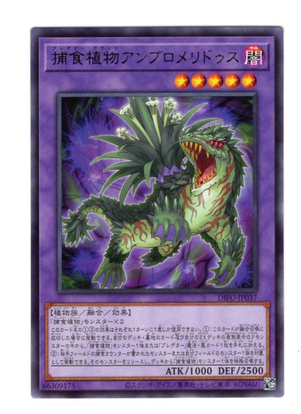 画像1: 捕食植物アンブロメリドゥス Rare (1)