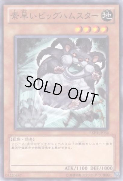 画像1: 素早いビッグハムスター (1)