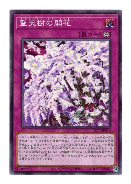 画像1: 聖天樹の開花 (1)